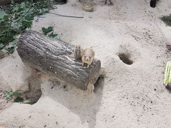 High angle view of lizard