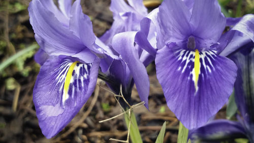 Close-up of purple flowers