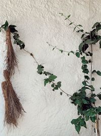 Close-up of creeper plant on wall