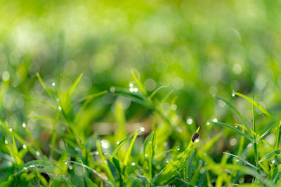 Close-up of dew drops on grass