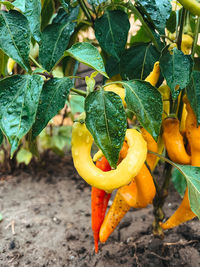 Yellow, orange and red hot peppers hang on a branch on a garden bed. 
