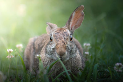 Close-up portrait of a rabbit on field