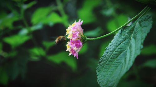 Close-up of pink flowering plant