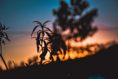 Silhouette of plant against sky during sunset