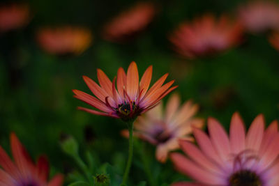 Close-up of pink flowers