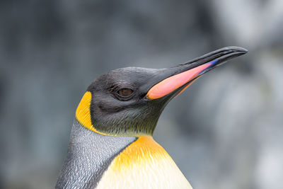 Close-up of a bird