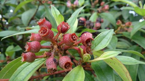 Close-up of red berries growing on plant