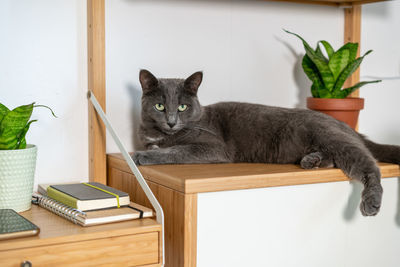 Cute happy grey domestic cat laying on the shelf relaxing and looking around with curiosity.