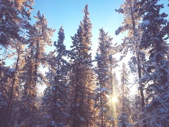 Low angle view of trees against sky during winter