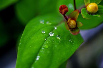 Close-up of wet flower