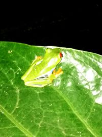 Close-up of insect on wet leaf