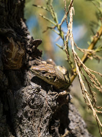 Close-up of lizard on tree trunk