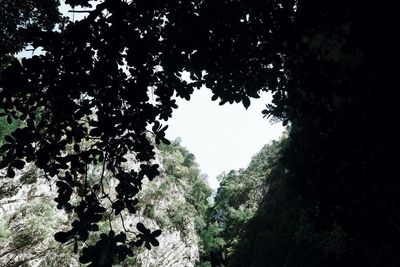 Low angle view of silhouette trees against sky