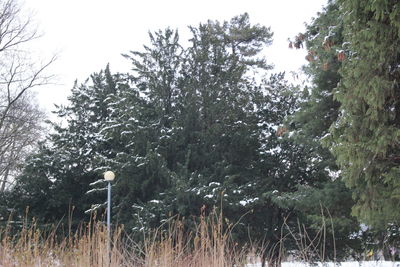 Low angle view of trees against sky