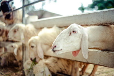 Close-up of an animal