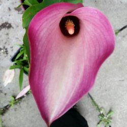 Close-up of pink flowers