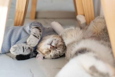 Cute cats sleeping at home