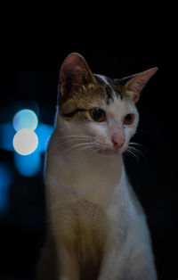 Close-up of cat looking away