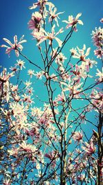 Low angle view of flowers blooming on tree