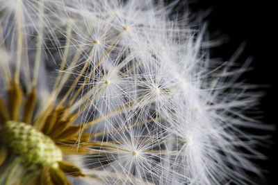 Close-up of dandelion against black background