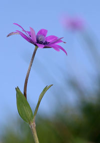 Close-up of pink flowering plant