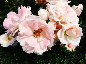 Close-up of pink flowers