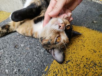 High angle view of hand holding cat