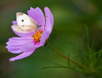 Side view of butterfly on flower