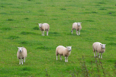 Sheep standing in a field