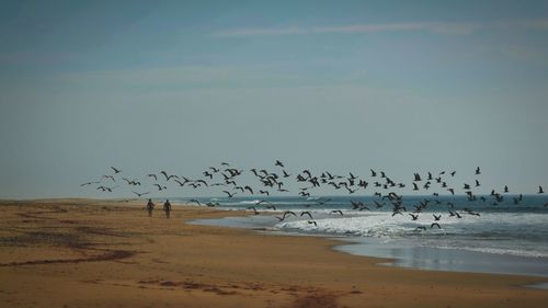 Flock of birds flying over beach against sky