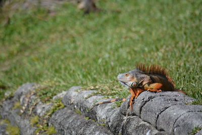 Mature spikey iguana on the seawall with sunny green grass lawn background