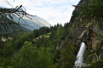 Mountain view with waterfall and pine forest in italian alps, lillaz, aosta, italy