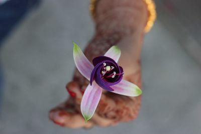 Close-up of purple flower against blurred background