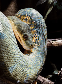 Close-up of snake