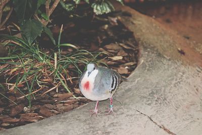 High angle view of bird perching on rock