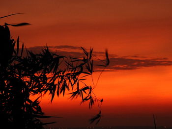 Silhouette plants against dramatic sky during sunset