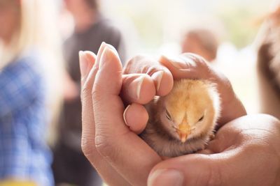 Cropped image of hand holding young chicken