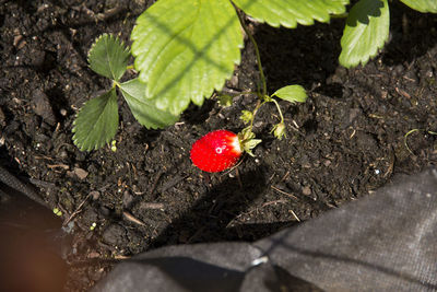 Close-up of red berries