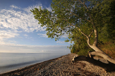 Tree by sea against sky