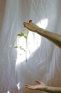 Close-up of hand holding flowers in bed