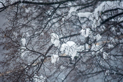 Close-up of bird perching on tree during winter