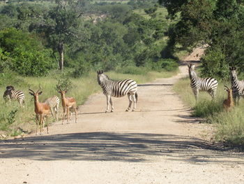 View of zebra on the road