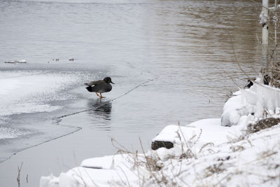 Ducks on lake