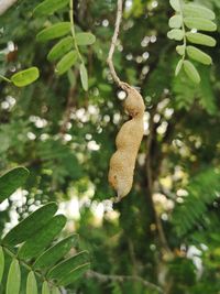 Close-up of insect on tree