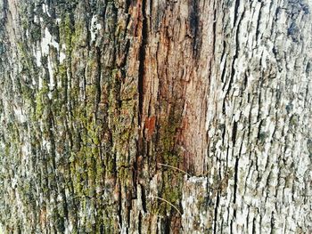 Full frame shot of tree