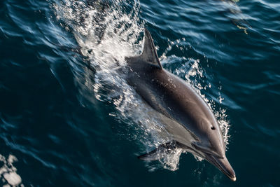 Close-up of fish swimming in sea