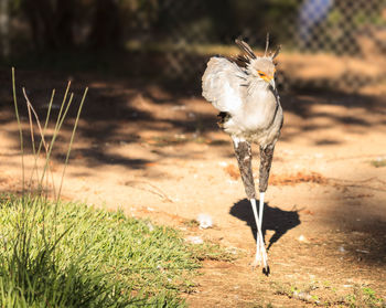 Bird on dirt road