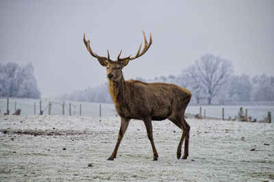 View of deer on snow covered land