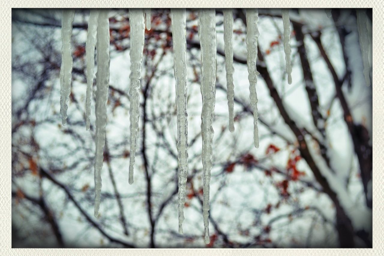 transfer print, branch, auto post production filter, tree, focus on foreground, growth, close-up, nature, selective focus, beauty in nature, flower, low angle view, season, day, outdoors, twig, no people, fragility, freshness, winter