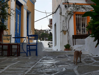 Dog on street amidst buildings in city